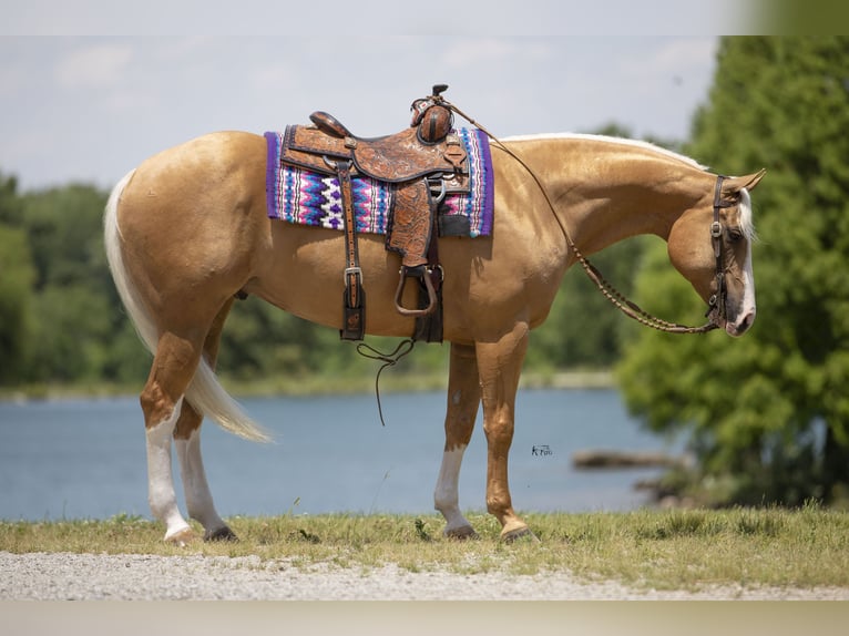 American Quarter Horse Ruin 6 Jaar 155 cm Palomino in Robards, KY