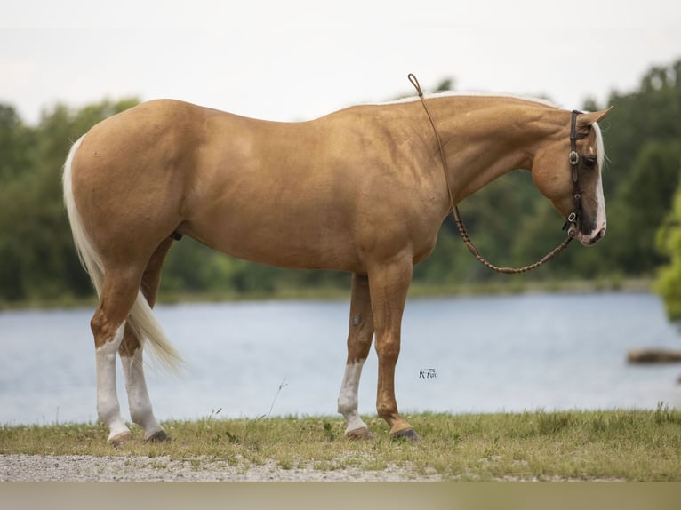 American Quarter Horse Ruin 6 Jaar 155 cm Palomino in Robards, KY