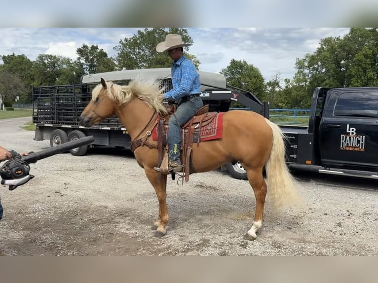 American Quarter Horse Ruin 6 Jaar 155 cm Palomino in Lebanon
