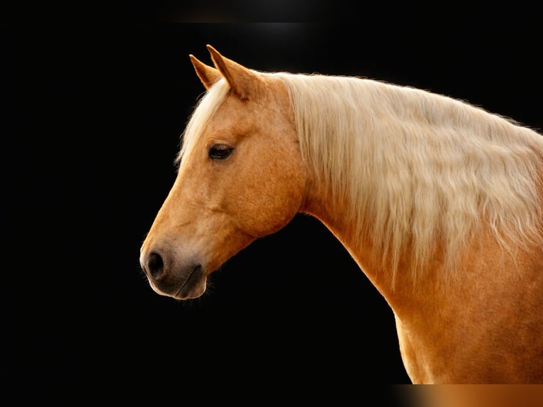 American Quarter Horse Ruin 6 Jaar 155 cm Palomino in Lebanon