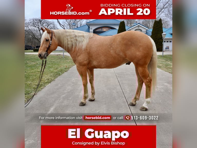 American Quarter Horse Ruin 6 Jaar 155 cm Palomino in Lebanon