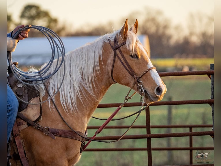 American Quarter Horse Ruin 6 Jaar 155 cm Palomino in Trenton