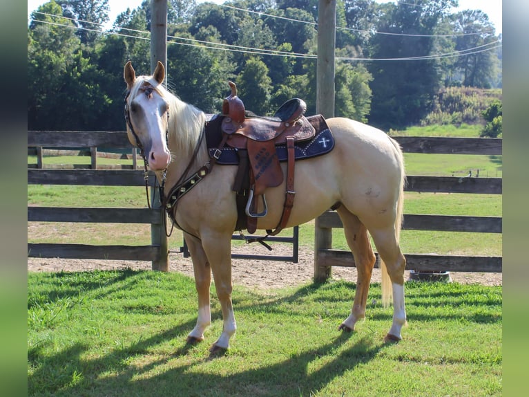 American Quarter Horse Ruin 6 Jaar 155 cm Palomino in Bovina, MS