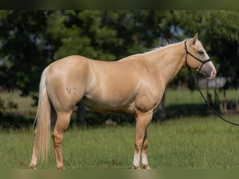 American Quarter Horse Ruin 6 Jaar 155 cm Palomino in Bovina, MS