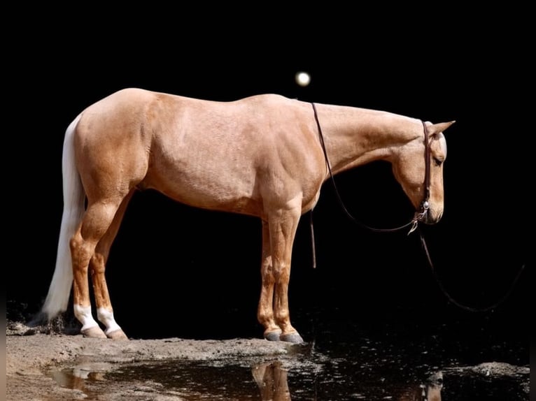 American Quarter Horse Ruin 6 Jaar 155 cm Palomino in Paicines CA