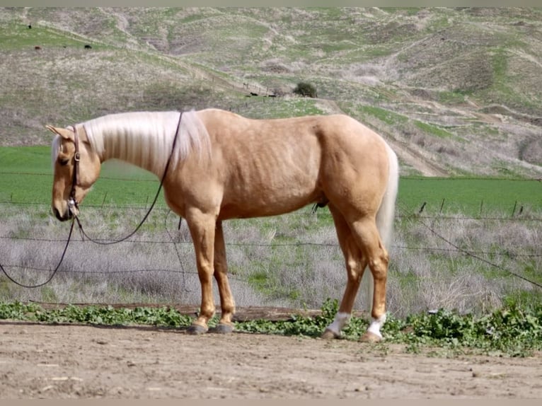 American Quarter Horse Ruin 6 Jaar 155 cm Palomino in Paicines CA