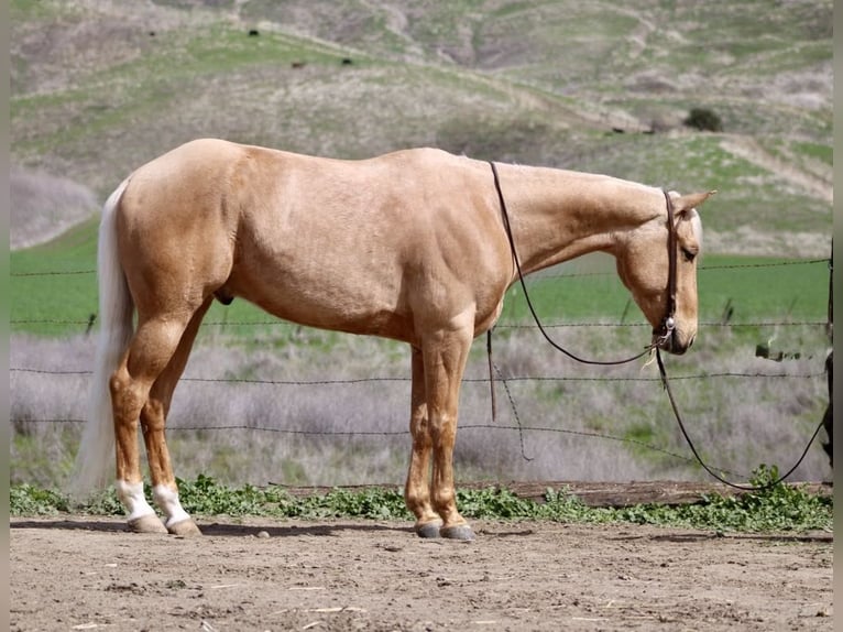 American Quarter Horse Ruin 6 Jaar 155 cm Palomino in Paicines CA