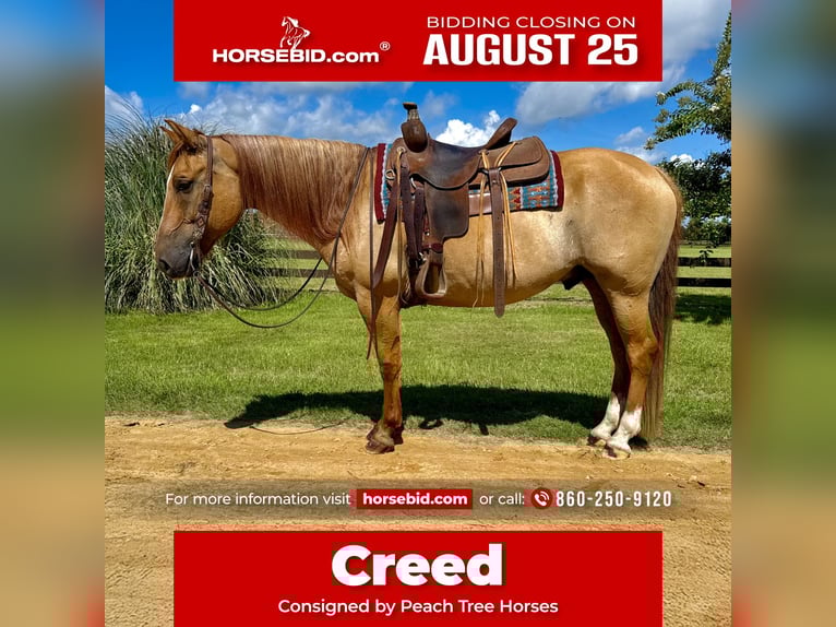 American Quarter Horse Ruin 6 Jaar 155 cm Red Dun in Johnston