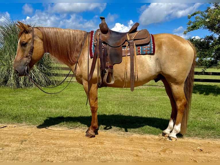 American Quarter Horse Ruin 6 Jaar 155 cm Red Dun in Johnston