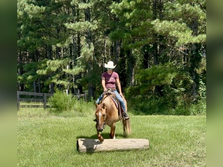 American Quarter Horse Ruin 6 Jaar 155 cm Red Dun in Johnston