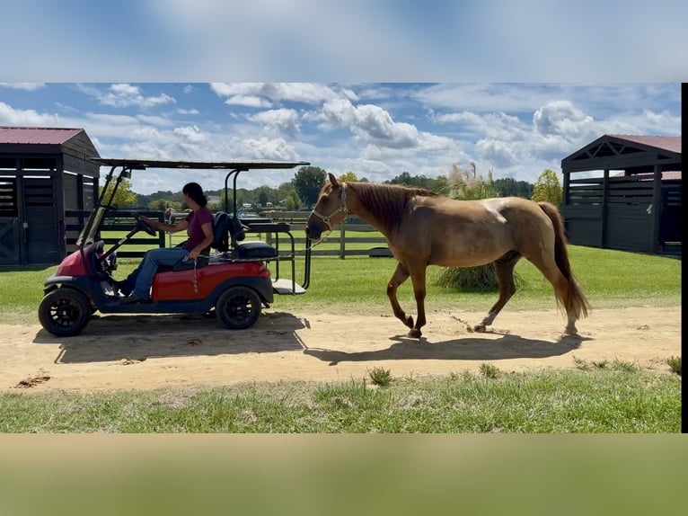 American Quarter Horse Ruin 6 Jaar 155 cm Red Dun in Johnston
