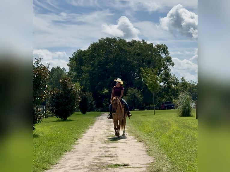 American Quarter Horse Ruin 6 Jaar 155 cm Red Dun in Johnston