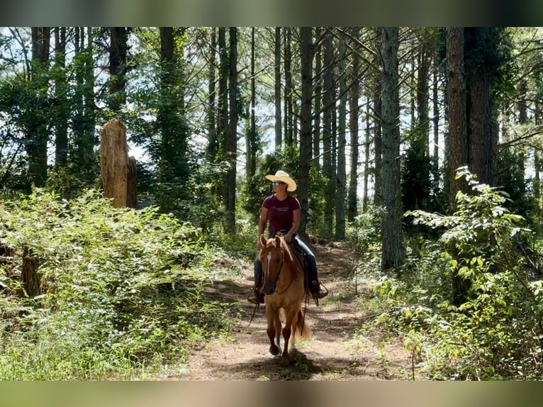 American Quarter Horse Ruin 6 Jaar 155 cm Red Dun in Johnston