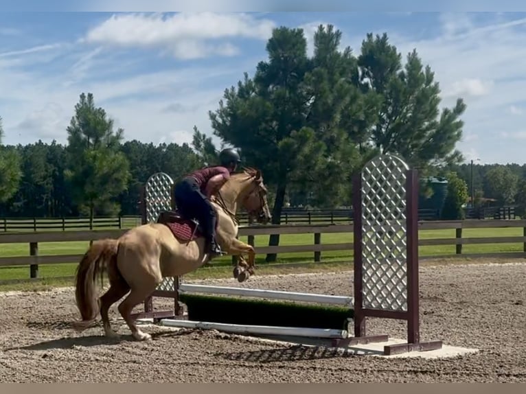 American Quarter Horse Ruin 6 Jaar 155 cm Red Dun in Johnston