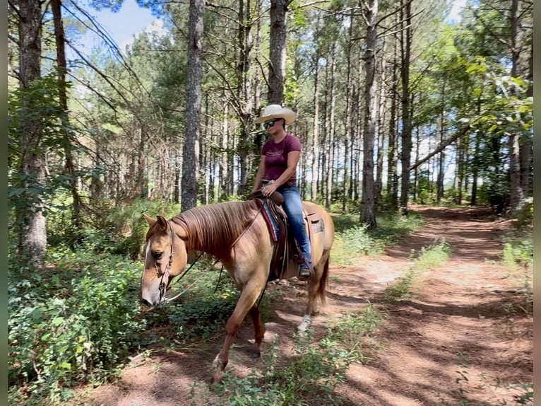 American Quarter Horse Ruin 6 Jaar 155 cm Red Dun in Johnston