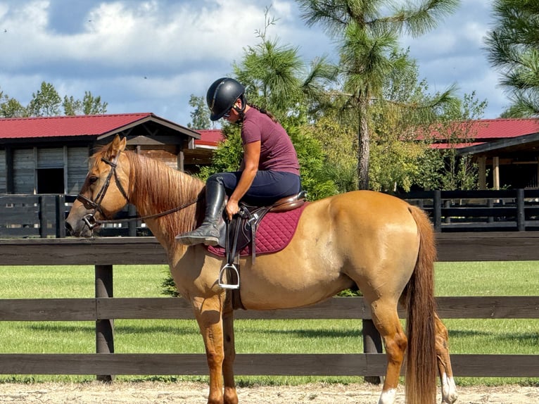 American Quarter Horse Ruin 6 Jaar 155 cm Red Dun in Johnston