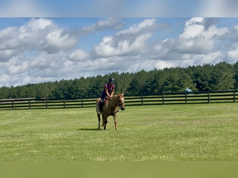 American Quarter Horse Ruin 6 Jaar 155 cm Red Dun in Johnston