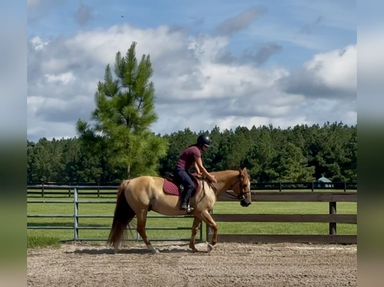 American Quarter Horse Ruin 6 Jaar 155 cm Red Dun in Johnston