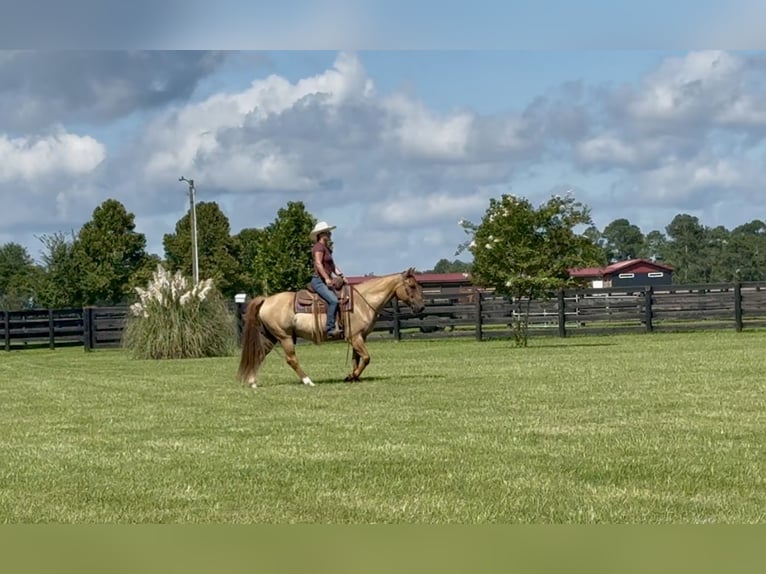 American Quarter Horse Ruin 6 Jaar 155 cm Red Dun in Johnston