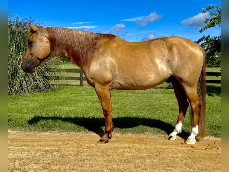 American Quarter Horse Ruin 6 Jaar 155 cm Red Dun in Johnston