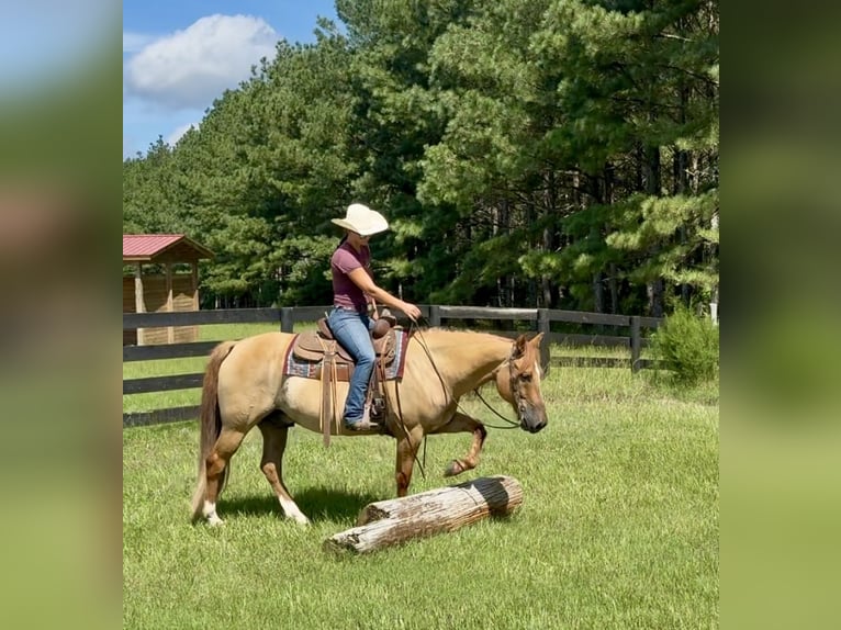 American Quarter Horse Ruin 6 Jaar 155 cm Red Dun in Johnston