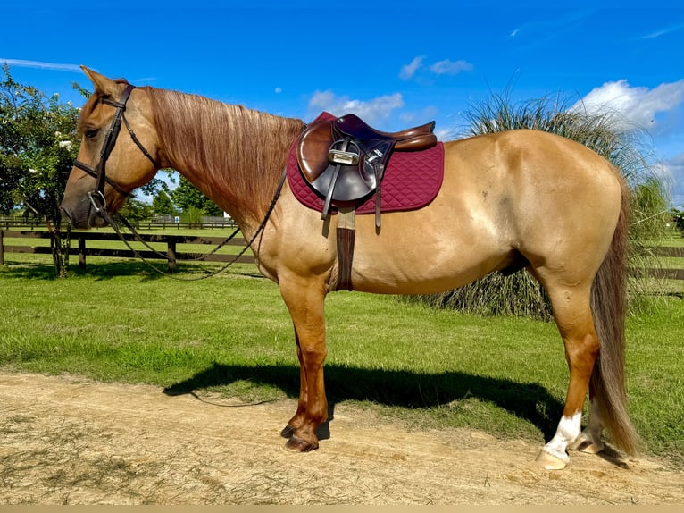 American Quarter Horse Ruin 6 Jaar 155 cm Red Dun in Johnston