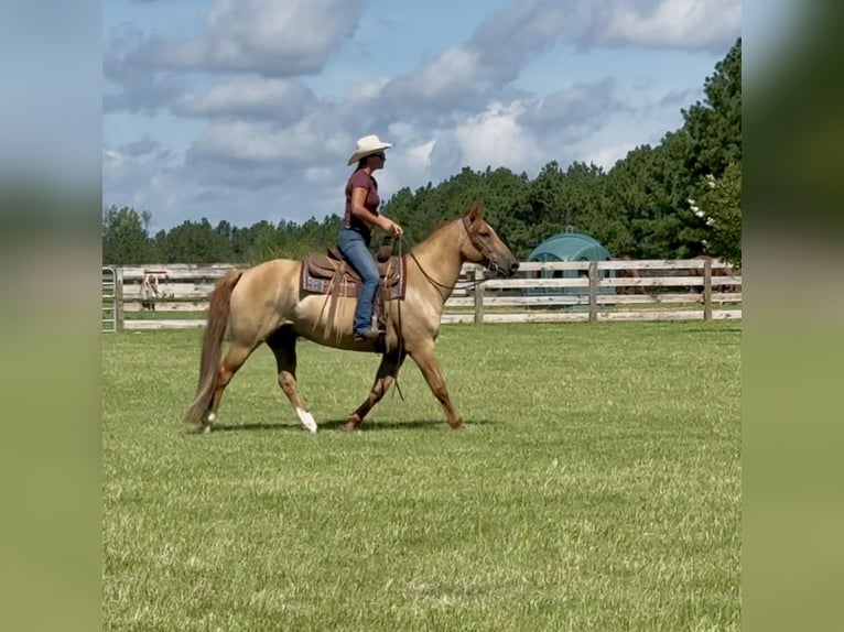 American Quarter Horse Ruin 6 Jaar 155 cm Red Dun in Johnston
