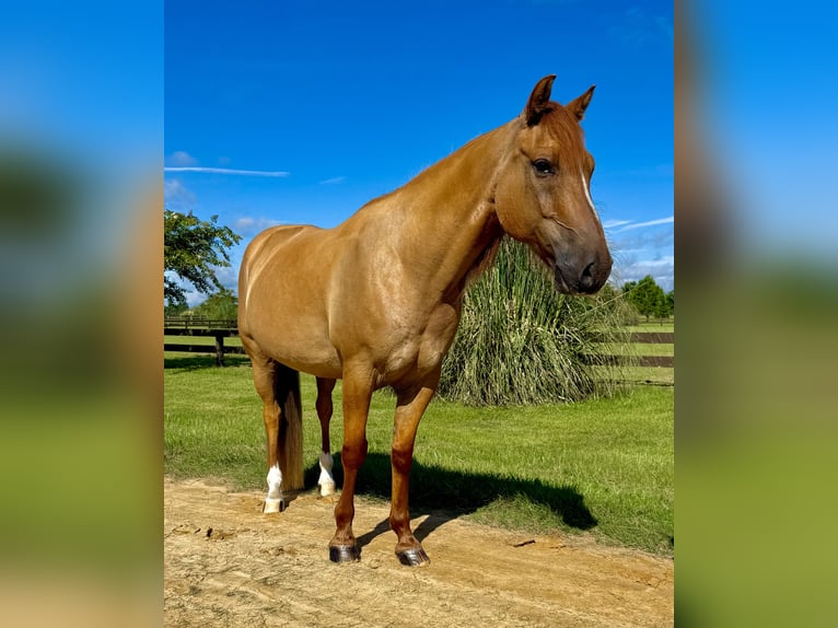 American Quarter Horse Ruin 6 Jaar 155 cm Red Dun in Johnston