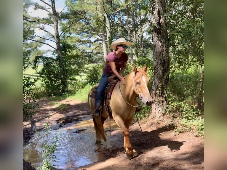 American Quarter Horse Ruin 6 Jaar 155 cm Red Dun in Johnston