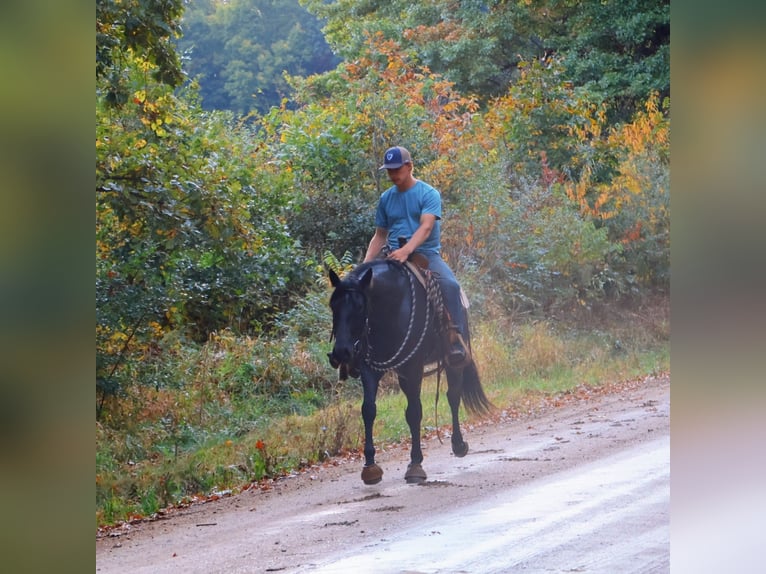 American Quarter Horse Ruin 6 Jaar 155 cm Roan-Blue in Howell