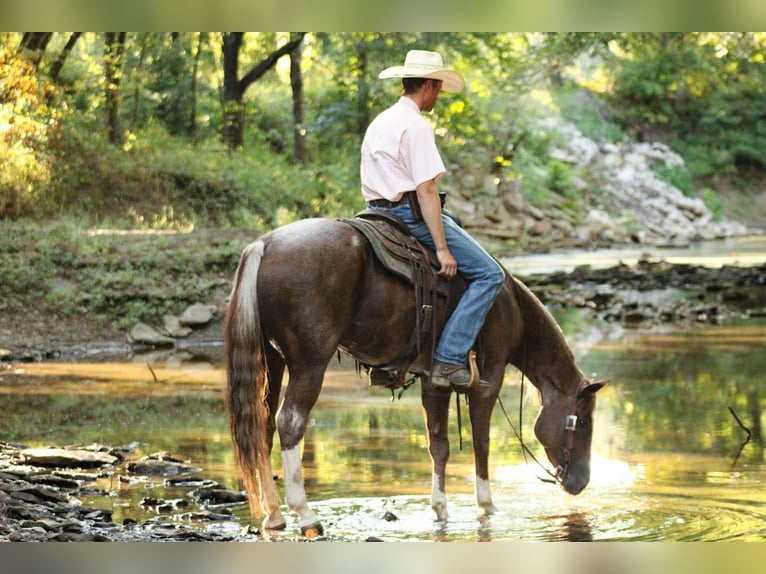 American Quarter Horse Ruin 6 Jaar 155 cm Roan-Red in Baxter Springs