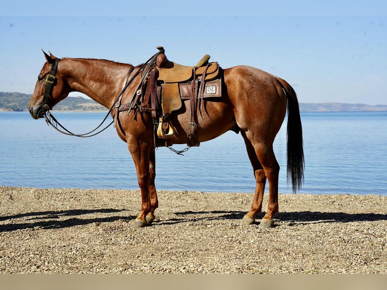American Quarter Horse Ruin 6 Jaar 155 cm Roan-Red in Stickney