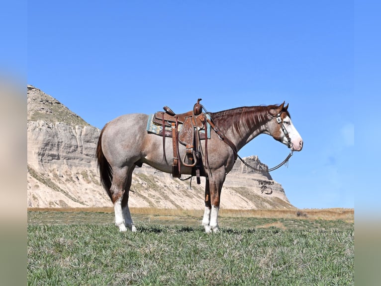 American Quarter Horse Ruin 6 Jaar 155 cm Roan-Red in Bayard, Nebraska