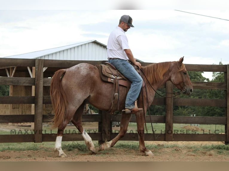 American Quarter Horse Ruin 6 Jaar 155 cm Roan-Red in Cherryville NC