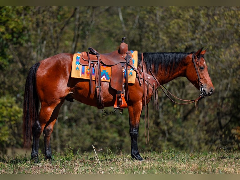 American Quarter Horse Ruin 6 Jaar 155 cm Roodbruin in Santa Fe