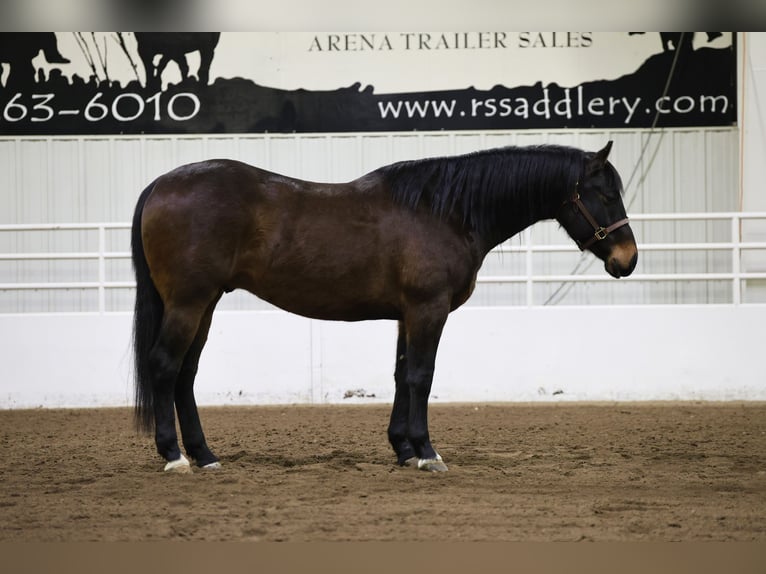 American Quarter Horse Ruin 6 Jaar 155 cm Roodbruin in Cannon Falls, MN