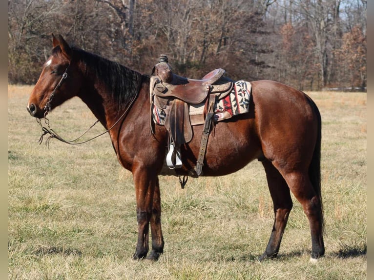 American Quarter Horse Ruin 6 Jaar 155 cm Roodbruin in Brownstown IL