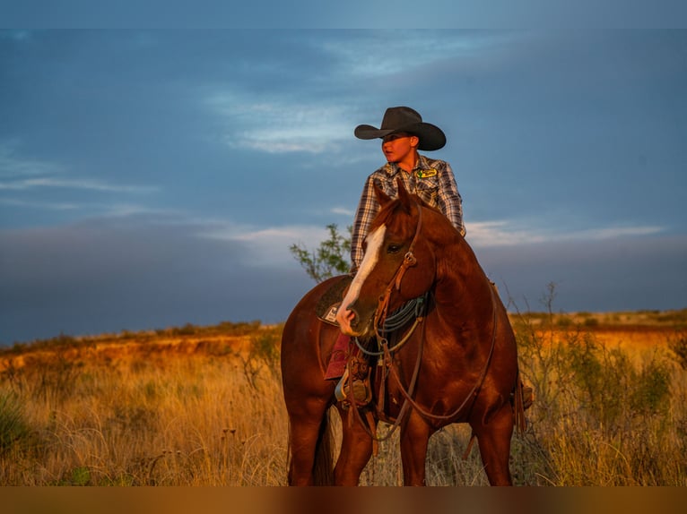 American Quarter Horse Ruin 6 Jaar 155 cm Roodvos in Canyon American Quarter Horse Ruin 6 Jaar 155 cm Roodvos in Canyon