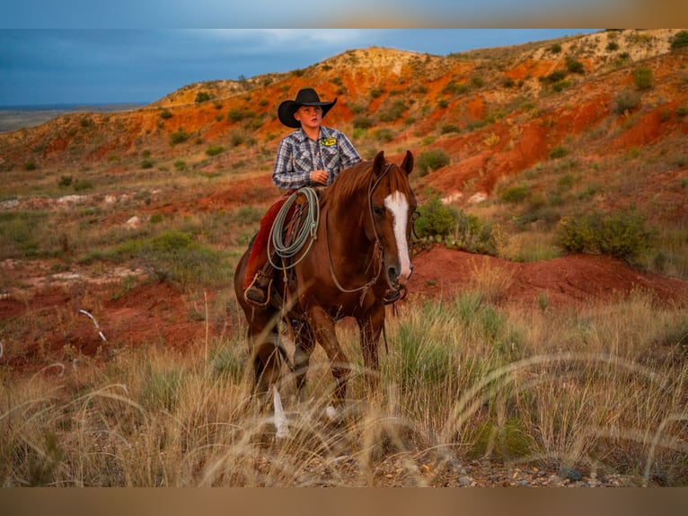 American Quarter Horse Ruin 6 Jaar 155 cm Roodvos in Canyon American Quarter Horse Ruin 6 Jaar 155 cm Roodvos in Canyon