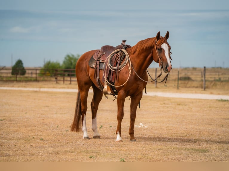 American Quarter Horse Ruin 6 Jaar 155 cm Roodvos in Canyon American Quarter Horse Ruin 6 Jaar 155 cm Roodvos in Canyon