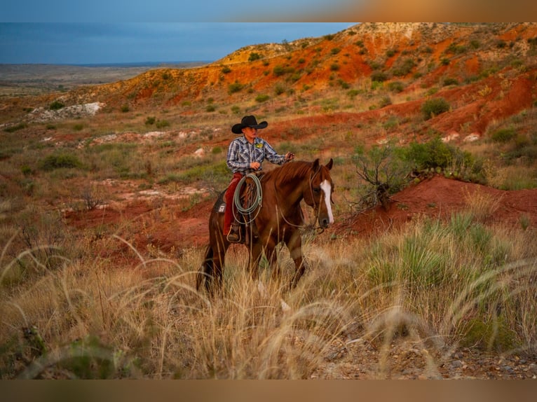 American Quarter Horse Ruin 6 Jaar 155 cm Roodvos in Canyon American Quarter Horse Ruin 6 Jaar 155 cm Roodvos in Canyon
