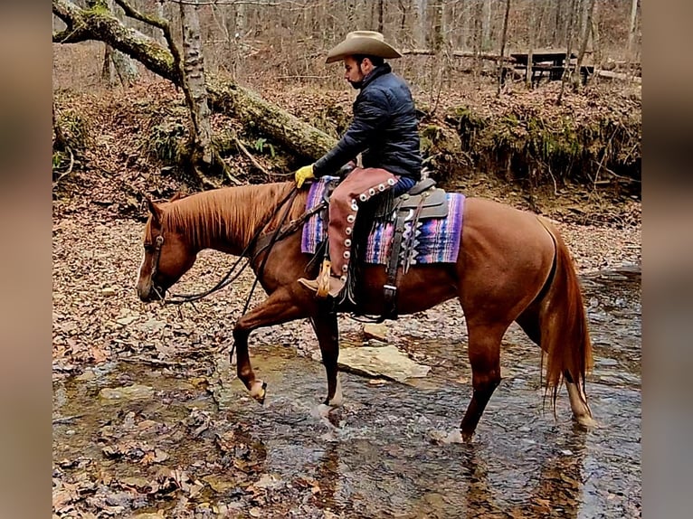 American Quarter Horse Ruin 6 Jaar 155 cm Roodvos in Robards