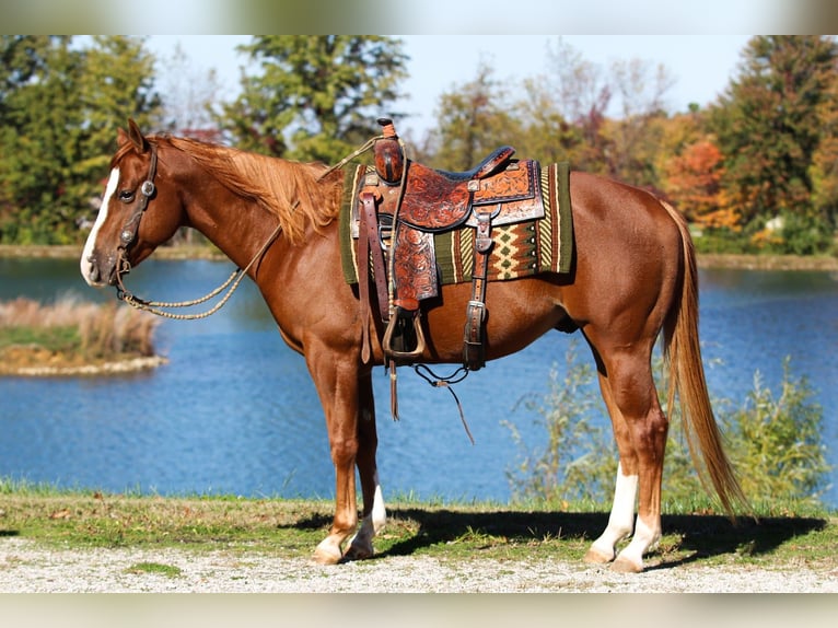 American Quarter Horse Ruin 6 Jaar 155 cm Roodvos in Robards
