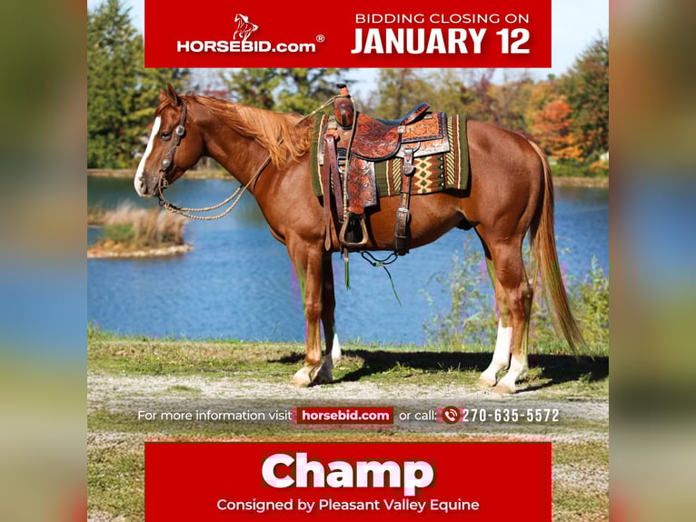 American Quarter Horse Ruin 6 Jaar 155 cm Roodvos in Robards