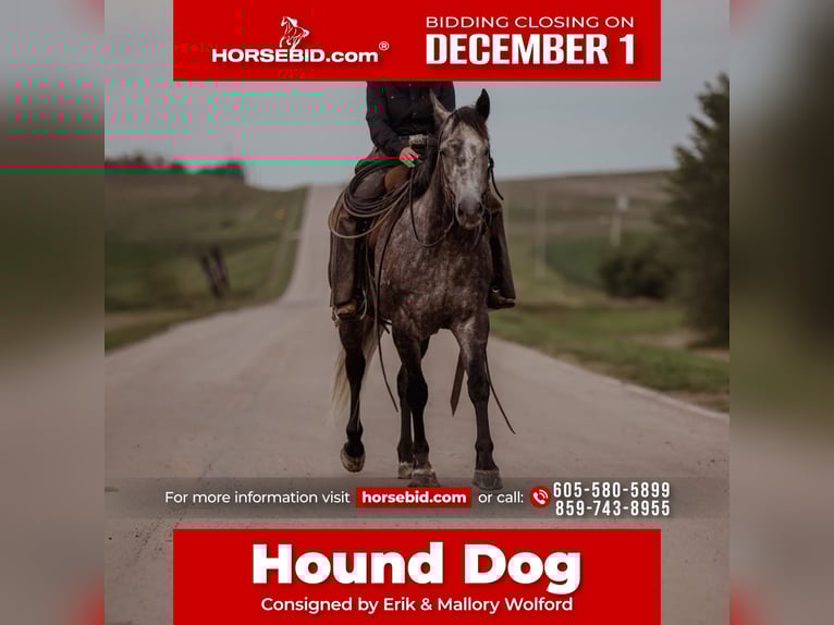 American Quarter Horse Ruin 6 Jaar 155 cm Schimmel in Whitewood