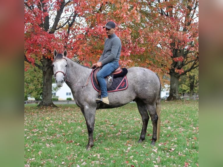 American Quarter Horse Mix Ruin 6 Jaar 155 cm Schimmel in Allentown, NJ