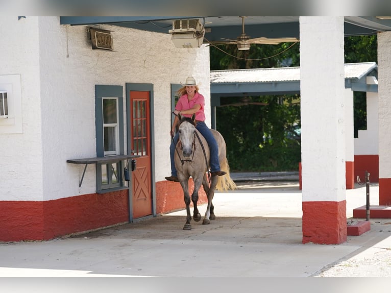 American Quarter Horse Ruin 6 Jaar 155 cm Schimmel in Kaufman, TX