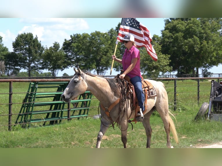 American Quarter Horse Ruin 6 Jaar 155 cm Schimmel in Kaufman, TX