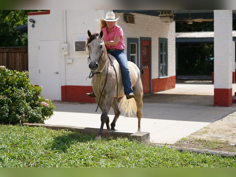 American Quarter Horse Ruin 6 Jaar 155 cm Schimmel in Kaufman, TX