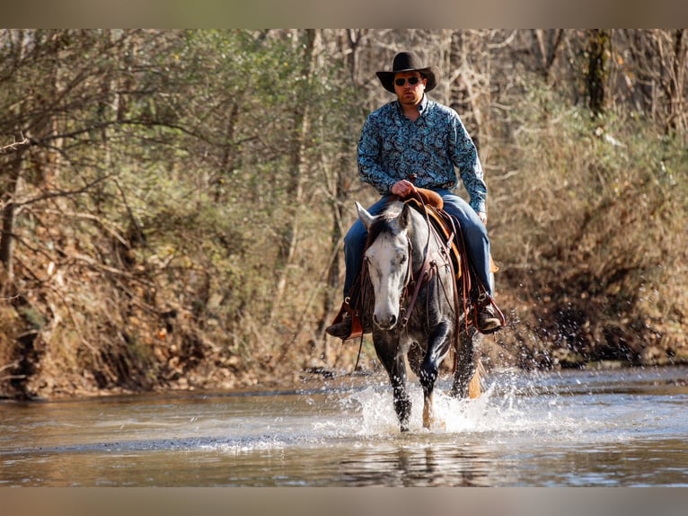 American Quarter Horse Ruin 6 Jaar 155 cm Schimmel in Santa Fe
